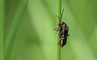 Soldier beetle (Cantharis fusca)